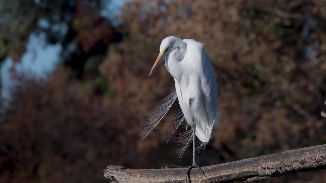 большая цапля, сидящая на ветке с видом на воду
