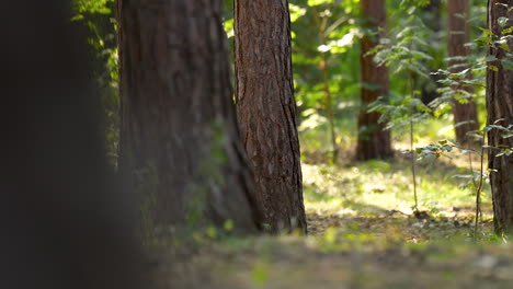 4K-Soft-Focus-Pan-Through-Green-Brown-Forest:-Tree-Trunks-View