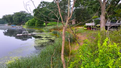 still of marshy trees on mona lake