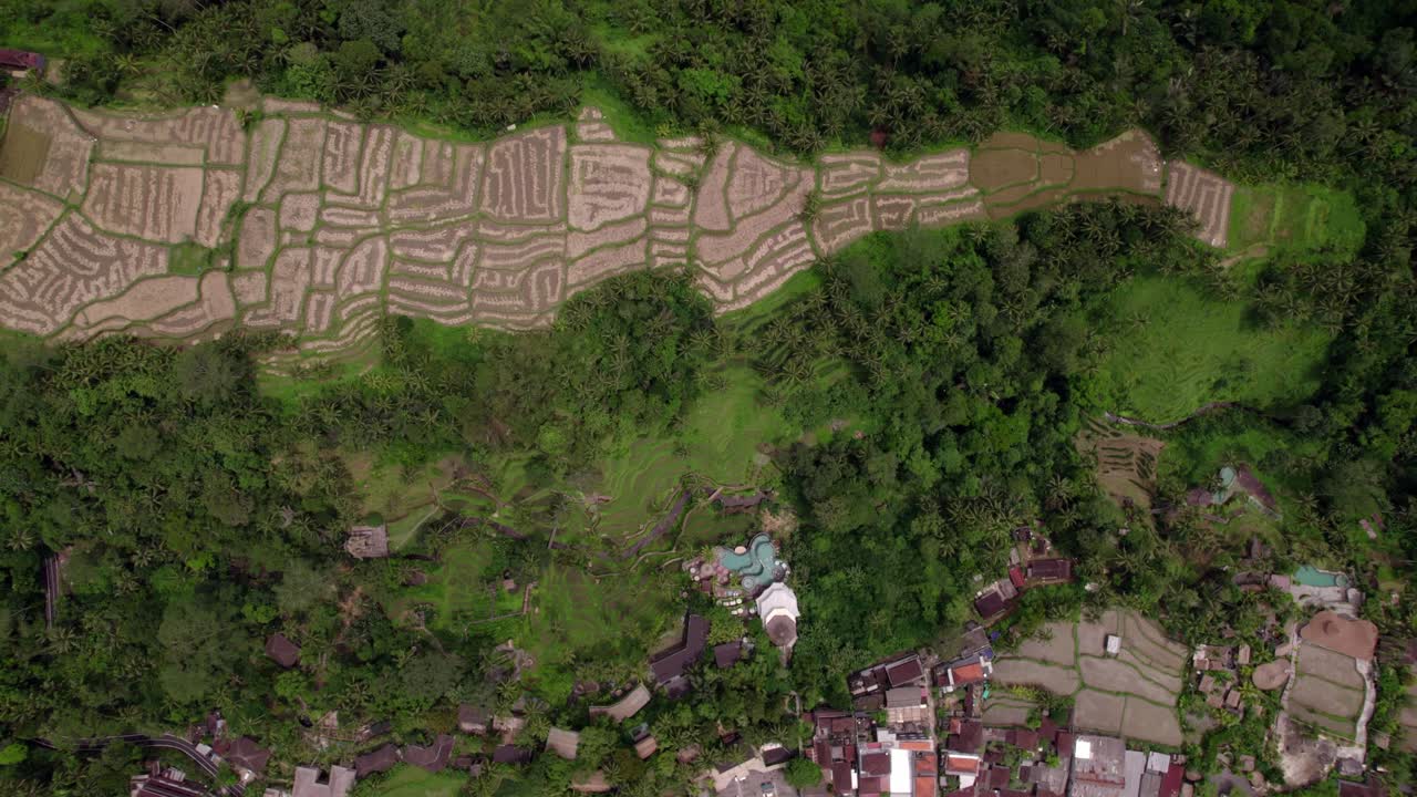 Alas Harum, vista aerea dall'alto con terrazze di risaie, ripresa laterale, Ubud, Bali