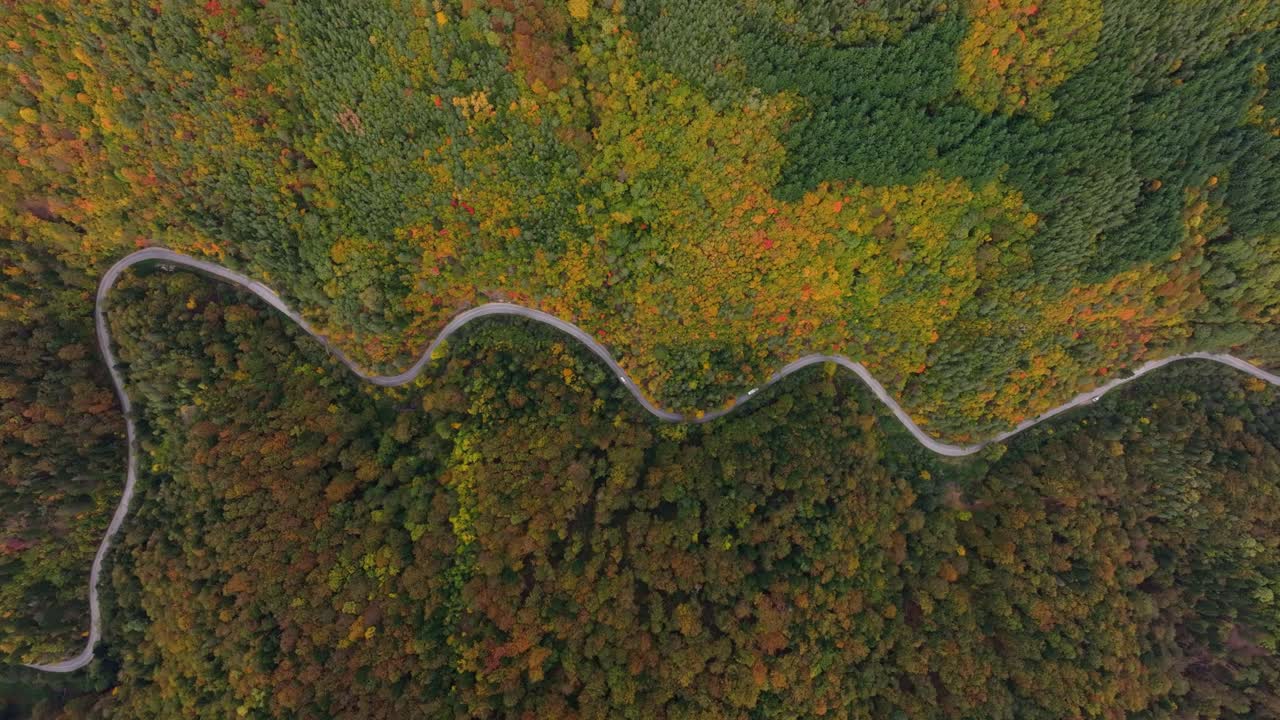 Winding road weaves through fiery autumn trees in forested hills, Bulgaria