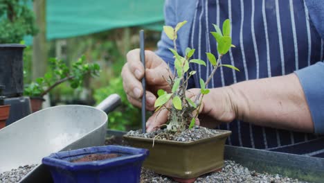 manos de un jardinero caucásico plantando un árbol bonsai en el centro del jardín