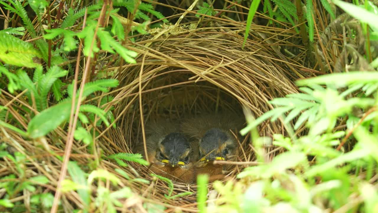 two Javan black-capped babbler chicks in the nest