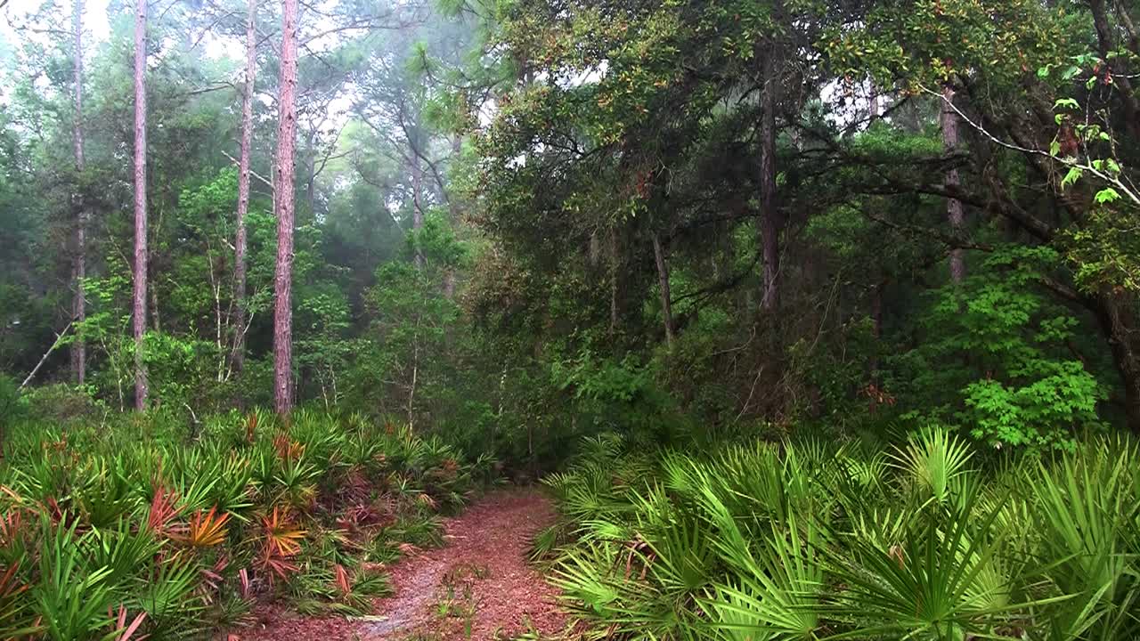 тропинка ведет в джунгли эверглейдс