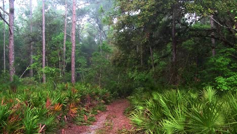 Ein-Pfad-Führt-In-Eine-Dschungelszene-Der-Everglades