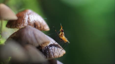 insecto amarillo brillante en el hongo