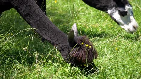 Group-of-different-colored-alpacas-grazing-and-eating-grass-of-farm-field-during-summer,close-up