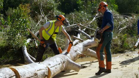 lumberjacks cutting fallen tree with axe 4k