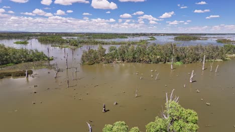 aérea descendiendo detrás de algunos árboles en la orilla del lago mulwala, nsw, australia