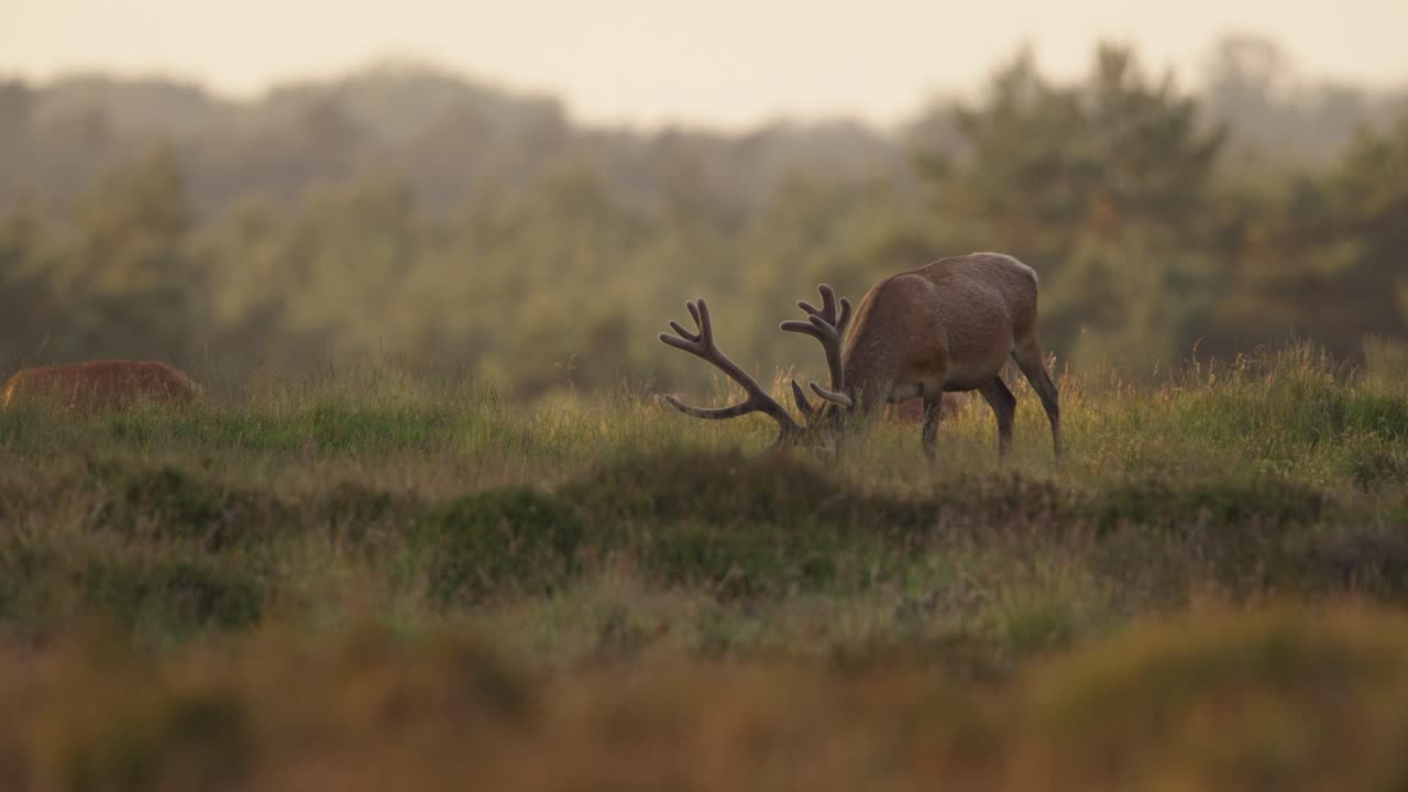 disparo estático medio de cervo rojo macho salvaje de cervus elaphus pastando en colinas cubiertas de hierba al atardecer