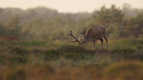 Static-medium-shot-of-wild-male-Cervus-elaphus-red-deer-grazing-on-grassy-hills-at-sunset