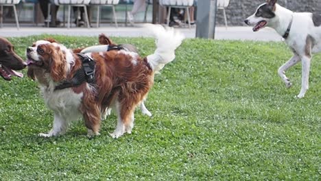 three dogs playing in a grassy field