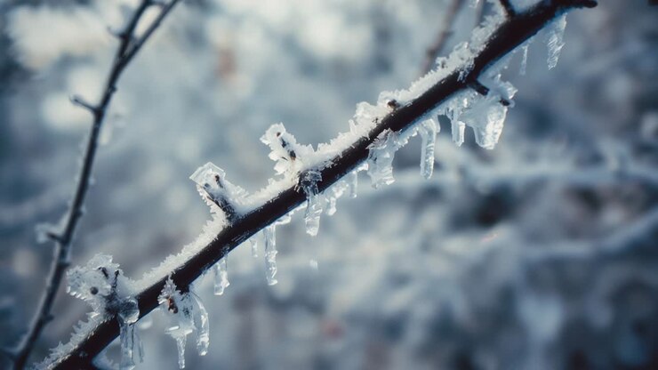 Camera focusing slender branch forming frost crystals and icicles in winter woods capturing glints
