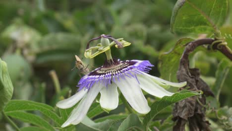 close up of a butterfly nectaring from a blue crown passion plower while a green cuckoo wasp is flying around