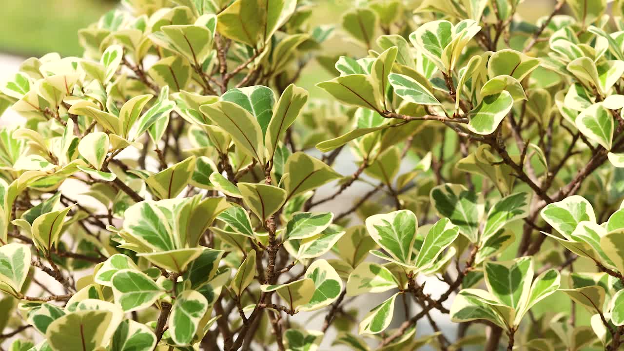 조용한 공원 환경에서 포착된 활기찬 잎자루