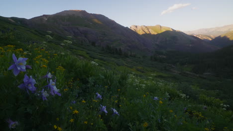 cámara lenta cinematográfica pan derecha brisa colorida flor silvestre colombine colorado última puesta de sol hora dorada luz cuenca del lago de hielo silverton telluride ouray trailhead cima de la cima de las montañas rocosas paisaje