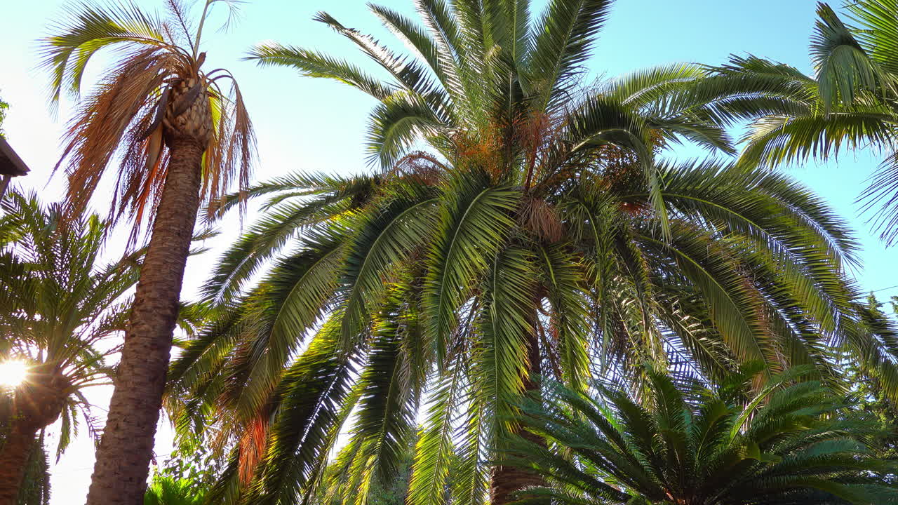 Close up of a palm tree on a blue sky background