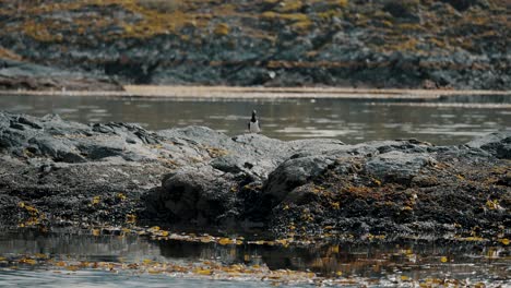 imperial shag in tierra del fuego, argentina, patagonia - wide shot