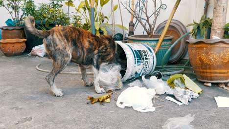 homeless, thin and hungry dog dig in a garbage can on the street. asia, thailand, pattaya