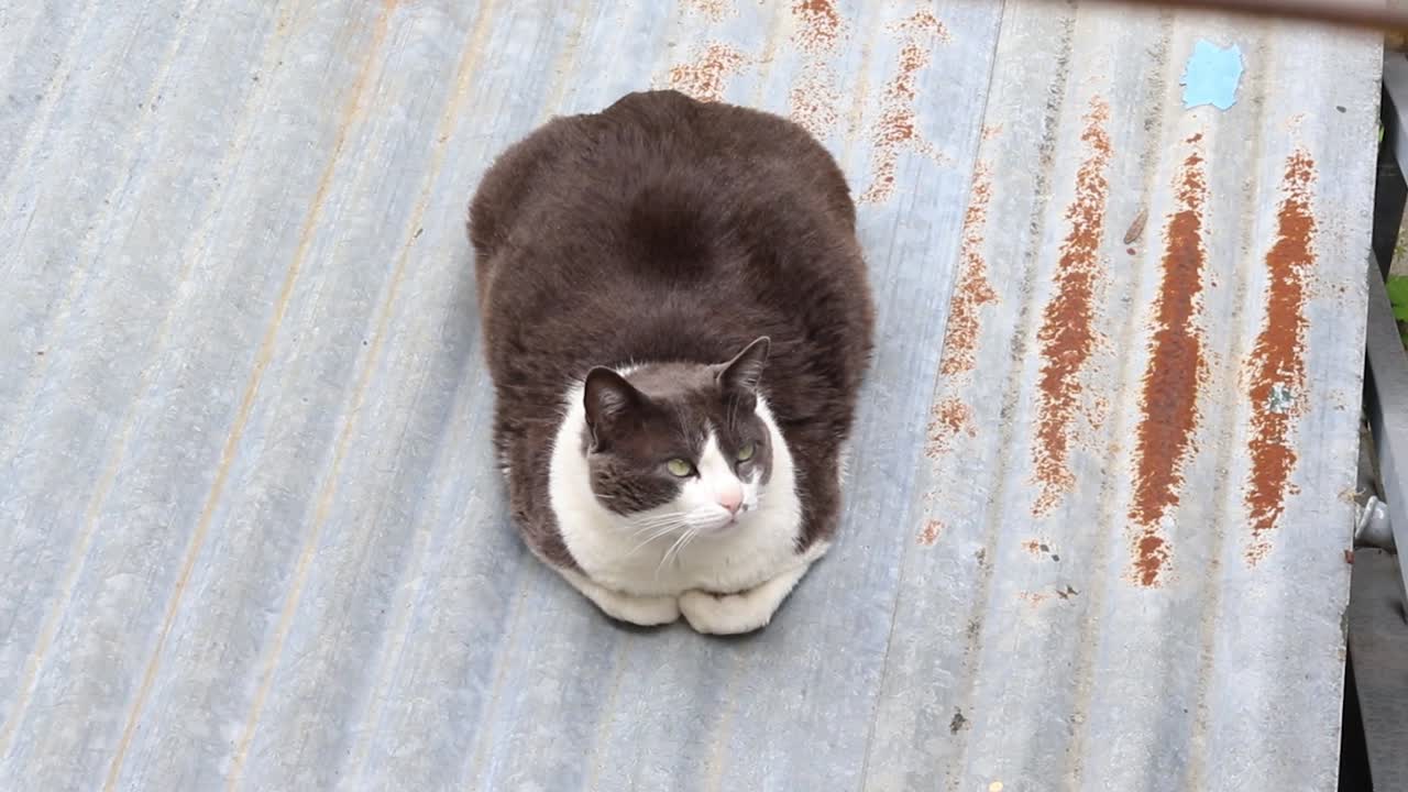Cat resting on a rooftop in Lisbon, Portugal. Front shot.