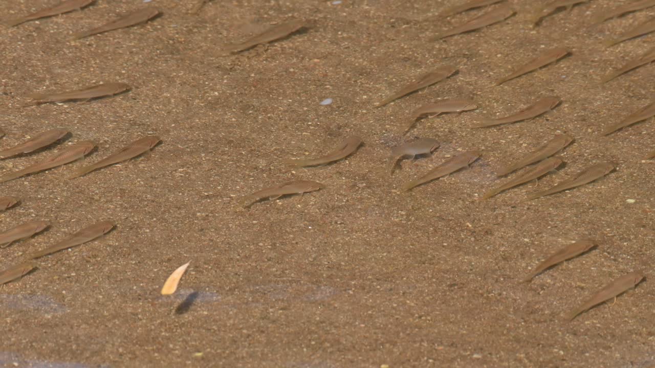 마른 잎이 왼쪽으로 떠있는 동안 학교에서 대각선으로 형성되면서 장소가 바뀌는 poropuntius sp