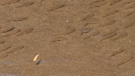 Changing-places-as-they-form-diagonally-in-a-school-while-dried-leaves-float-to-the-left,-Poropuntius-sp