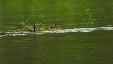 whistling-duck-building-nest-UHD-mp4-4k-