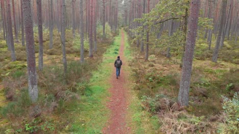 Vista-Aérea-De-Una-Persona-Caminando-En-El-Bosque-De-Pinos