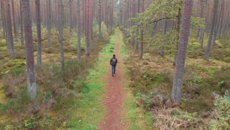 vista aérea de una persona caminando en el bosque de pinos