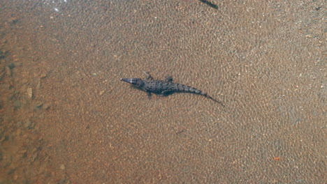 aerial close up of a crocodile in port douglas, saltwater crocodile, fresh water, river, wild animal encounter