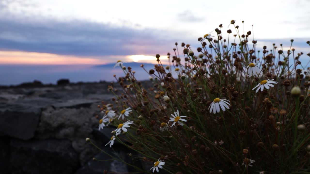 крупный план цветков маргаритки во время заката, тенерифе, съемка с рук