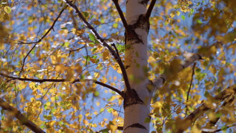 colorful foliage birch tree autumn time close up. beautiful golden forest.