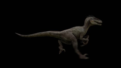 el dinosaurio raptor se ejecuta en el bucle alfa.