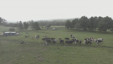 dolly out of a herd of dairy cows who are gathered together looking at a calf, in a milking farm with a large space to graze and walk, cold and calm landscape