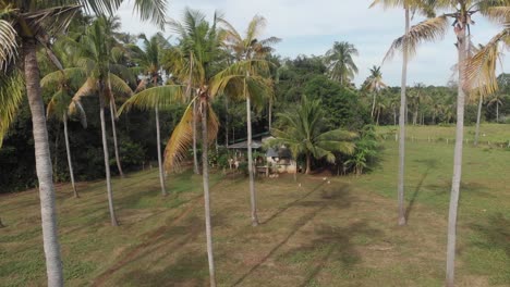 Rising-shot-of-a-palmtree-forrest-in-a-sunny-day-at-the-Philippines-Cinematic-Drone-Aerial-in-4K