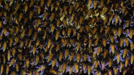 Giant-Honey-Bees-are-known-to-build-large-colonies-of-nest-with-symmetrical-pockets-made-of-wax-for-them-to-store-honey-as-their-food-source