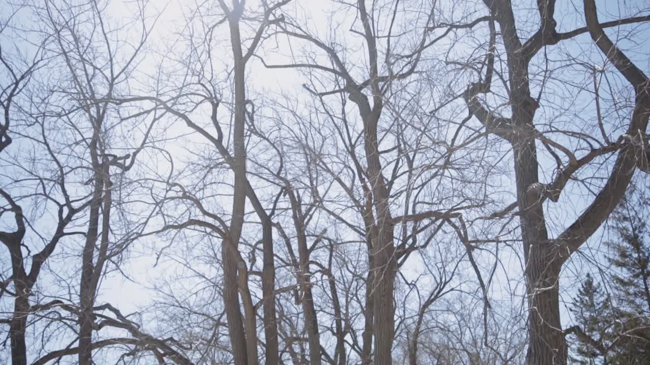 View Of Bald Trees And Branches With Bright Sky On The Background - Winter Landscape - panning up shot