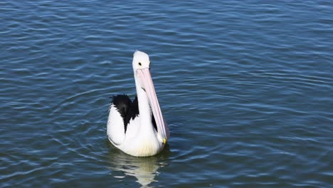 a pelican swimming calmly in the water