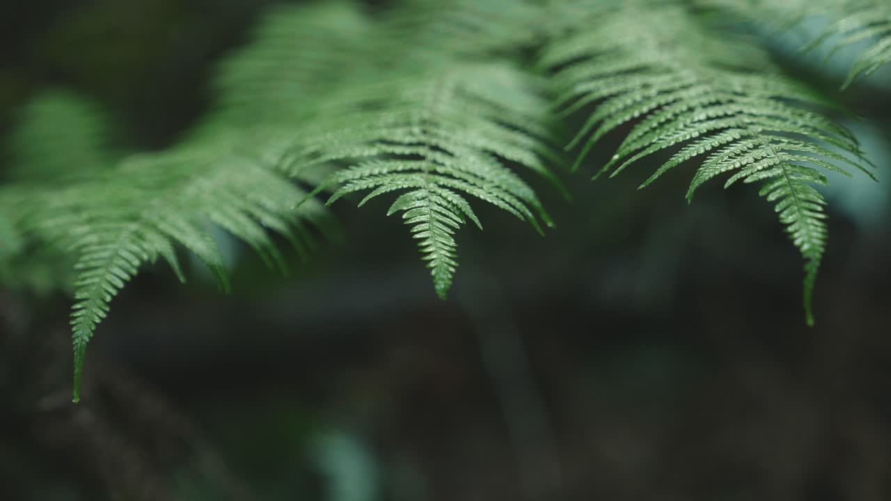 Foresta pluviale verde lussureggiante, luce solare che filtra su una felce. Messa a fuoco selettiva macro su gocce d'acqua su una foglia di felce neozelandese, simmetria iconica che genera soddisfazione.