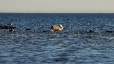 dog and seagull interacting in shallow sea water