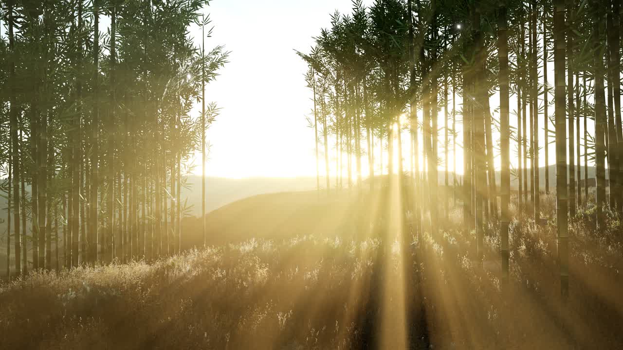 bosque de bambú verde en las colinas