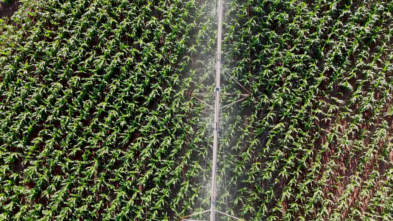Drone view of corn field being irrigated by center pivot system - Goiás, Brazil