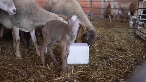 Sheep-licking-salt-block