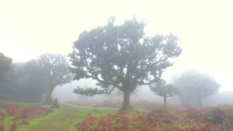 mysterious foggy trees forest wood of fanal madeira mist cloudy moss fantasy fairy rain horror 4k