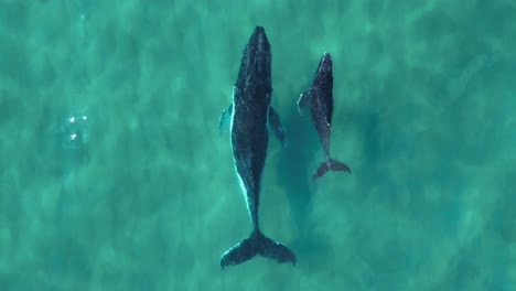 mother and baby whale swim together in clear blue ocean water