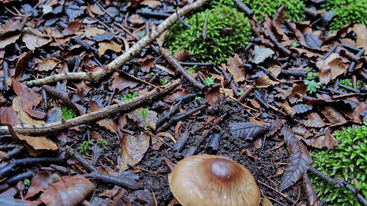 Close-up video shot of a mushroom in a forest, captured from a low angle