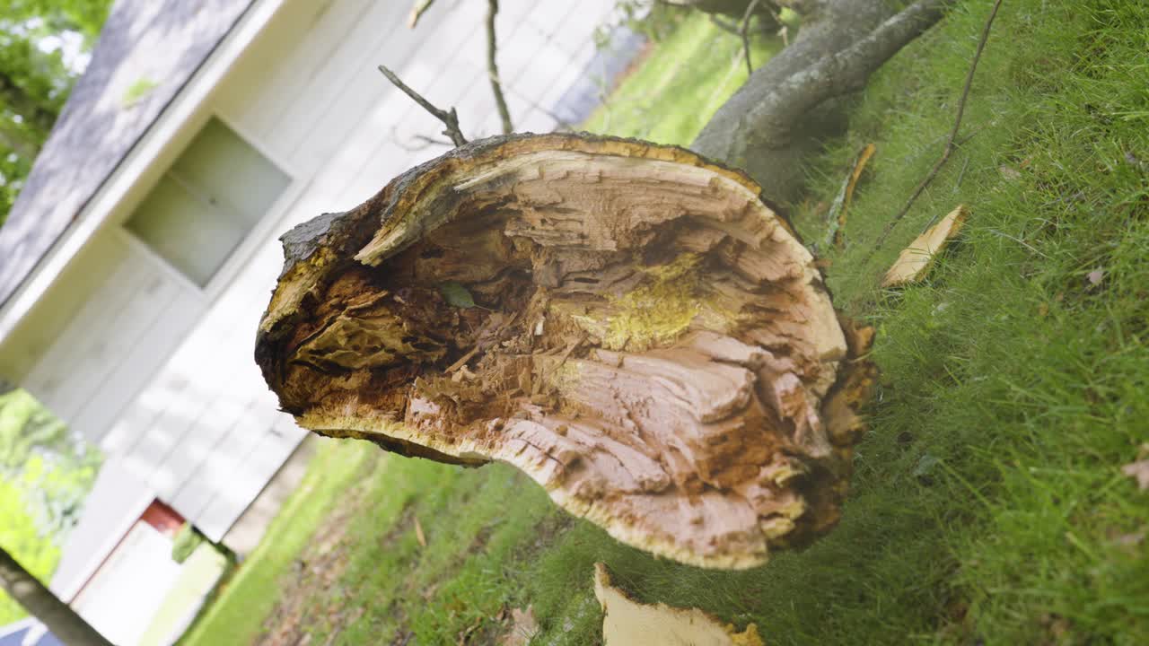 지점의 분열을 향한 소용돌이 움직임