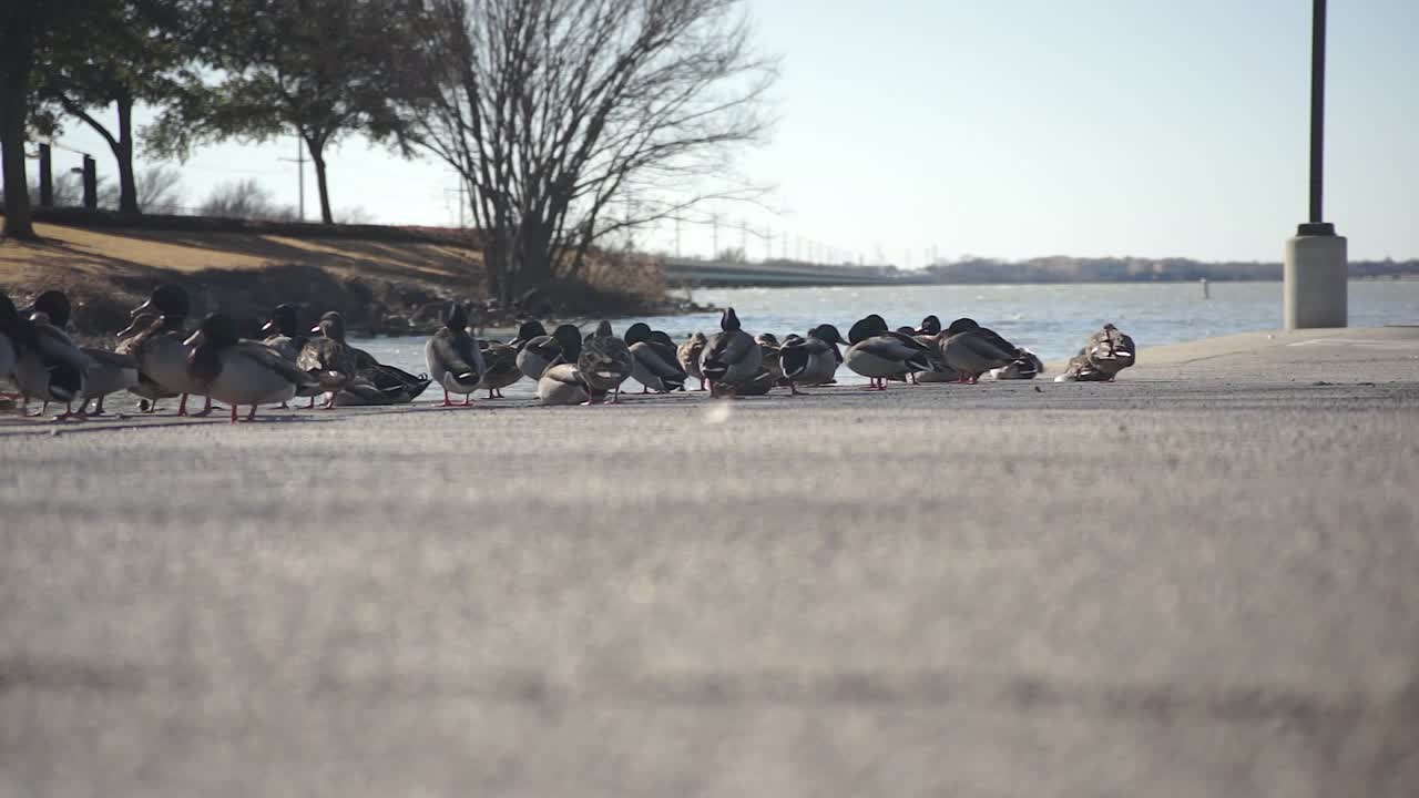 이 는 공원 에 있는 오리 들 의 집단 이 휴식 하고  ⁇ 털 을 청소 하고 있다