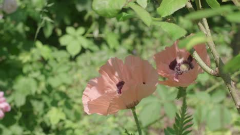 bee flying from flower to flower of pale pink poppy plants