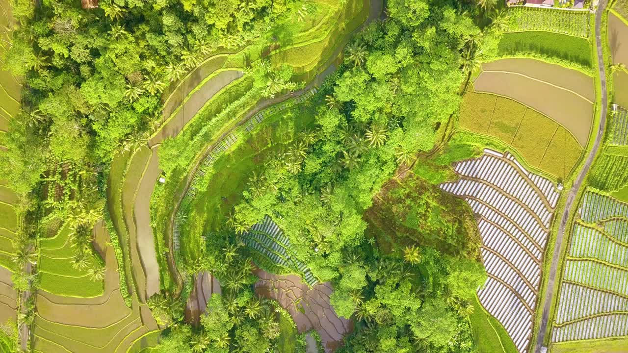 Overhead drone shot of green tropical rice field in the morning